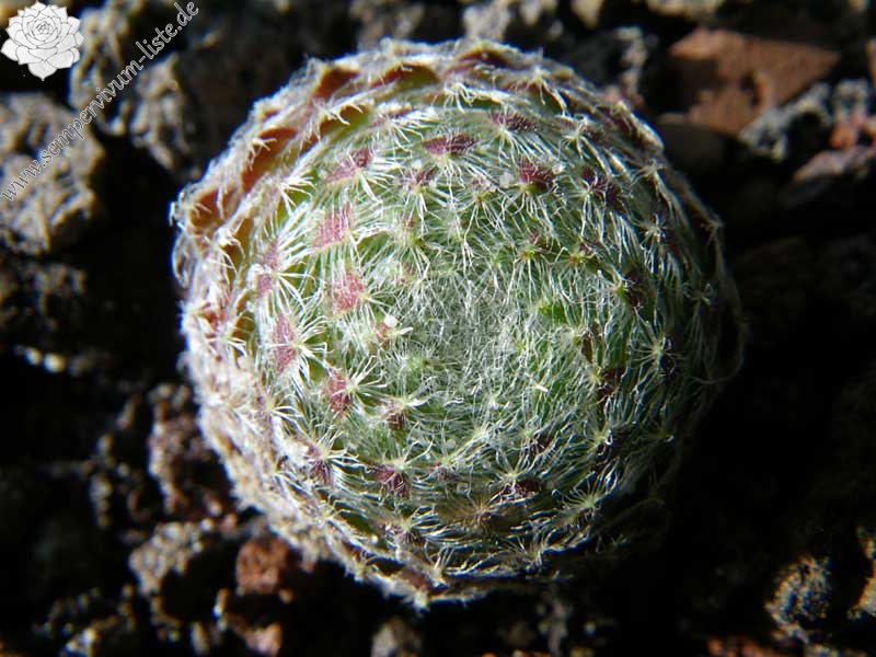 ciliosum ssp. octopodes from Mali Hat