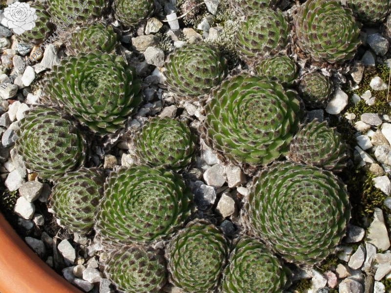 ciliosum from Orelek