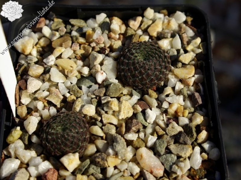 ciliosum from Orelek