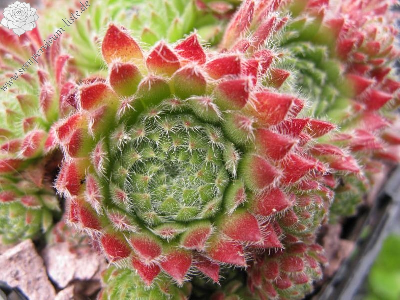 ciliosum from Orelek