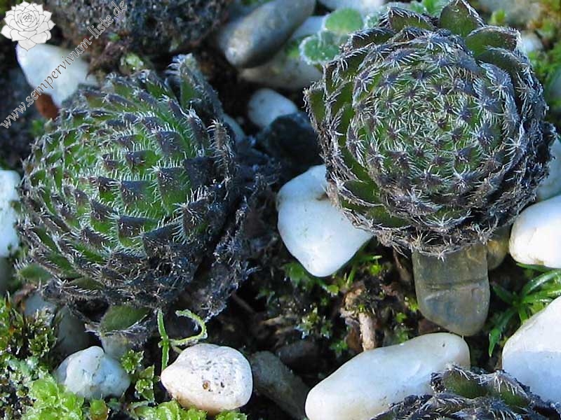 ciliosum from Orelek