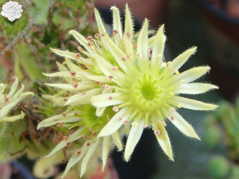 ciliosum from Orelek