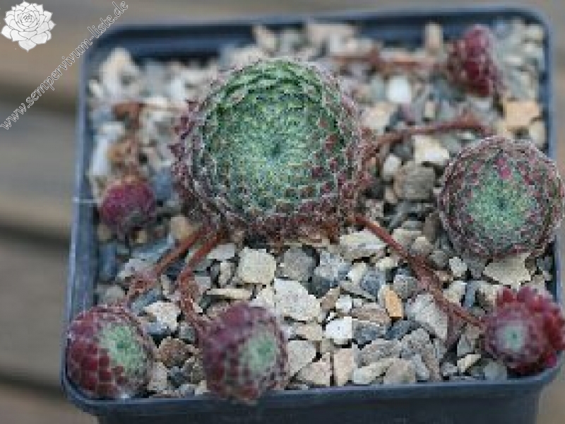 ciliosum from Orelek