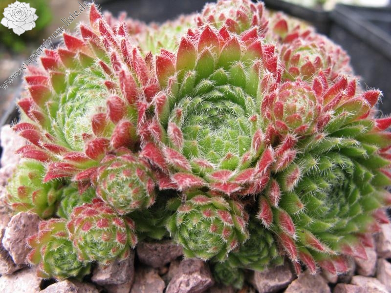 ciliosum from Orelek