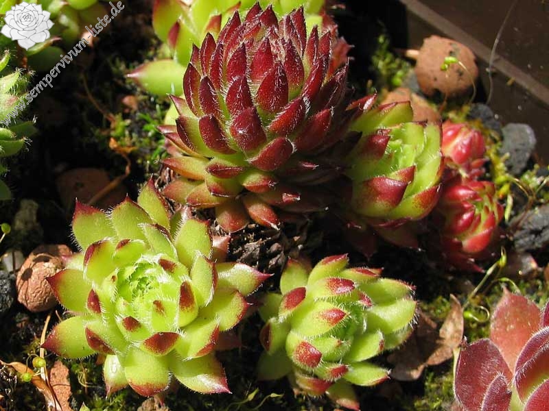 ciliosum x S. marmoreum ssp. erythraeum