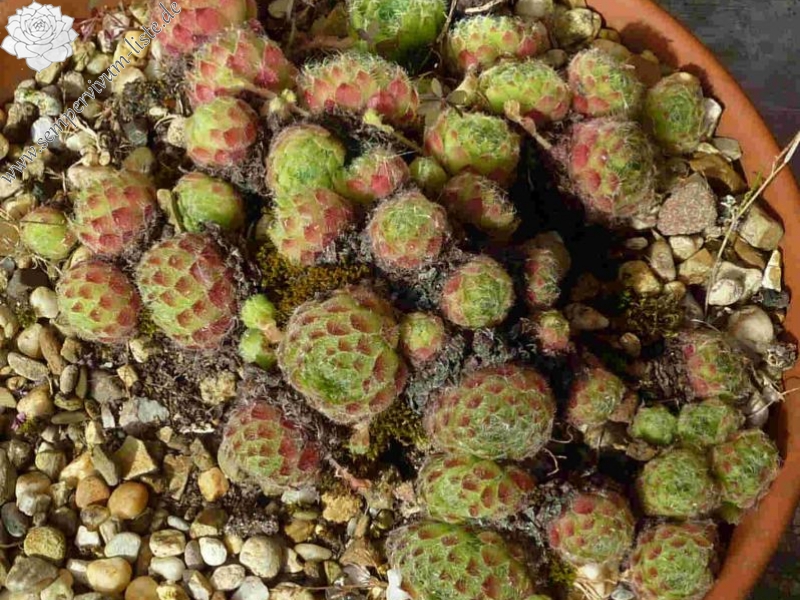 ciliosum