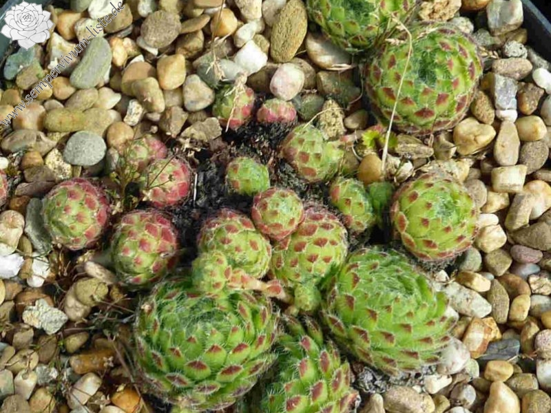 ciliosum
