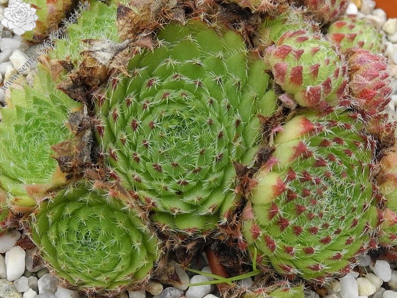 ciliosum (bandericum)