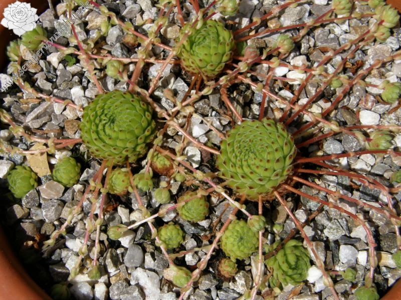 ciliosum ssp. octopodes