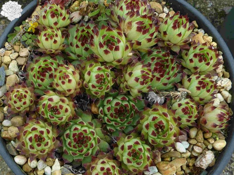 calcareum from Clue de Saint Auban 3