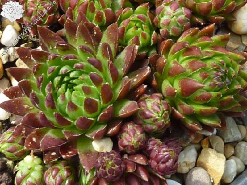 globiferum ssp. hirtum from Col d'Aubisque