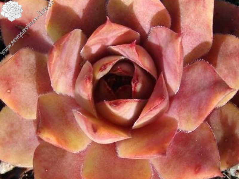 comollii (cf.) from Catogne