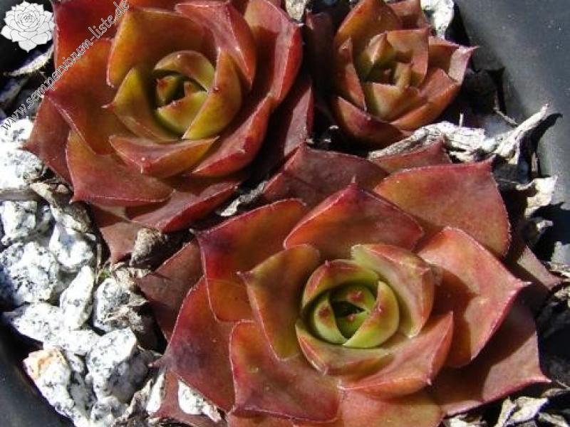 comollii (cf.) from Catogne