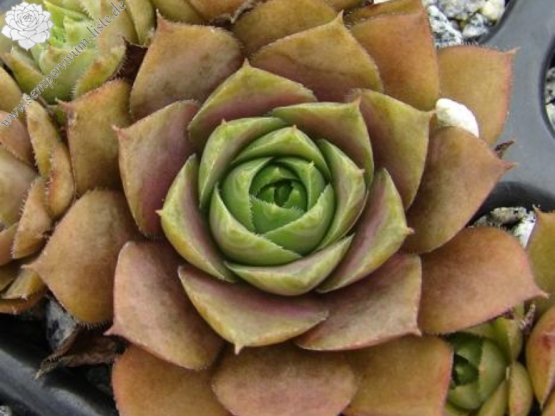 comollii (cf.) from Catogne