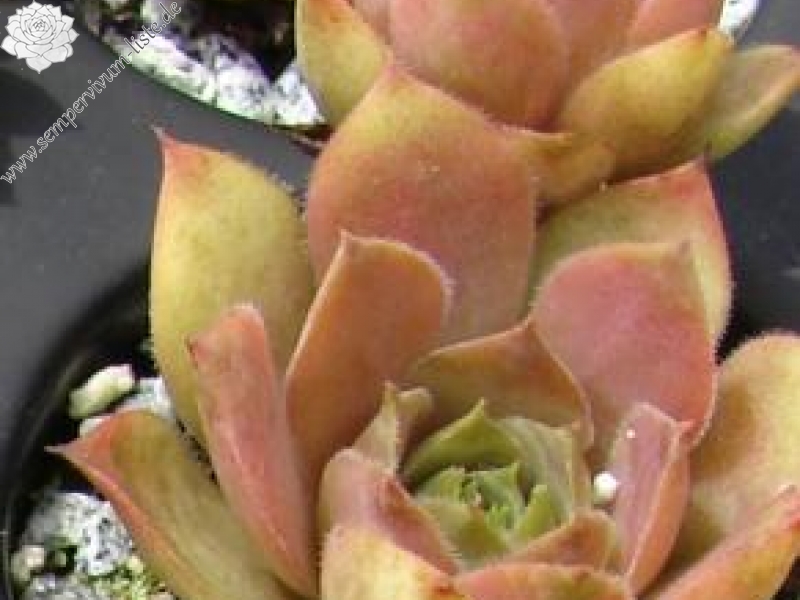 comollii (cf.) from Catogne