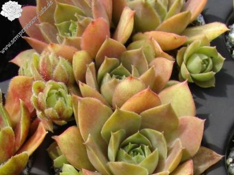 comollii (cf.) from Catogne