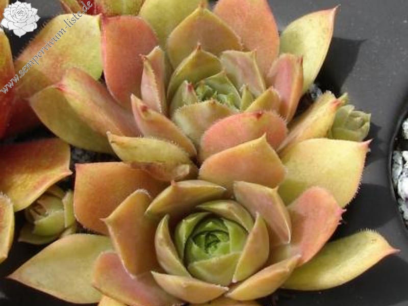 comollii (cf.) from Catogne