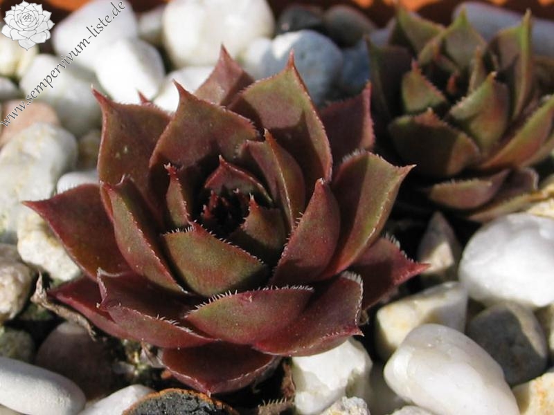 comollii (x calcaratum)