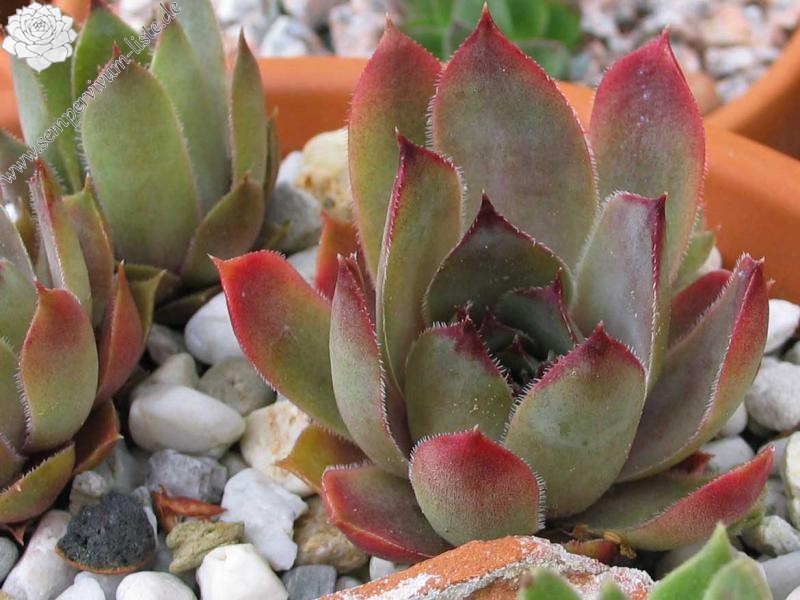 comollii (x calcaratum)