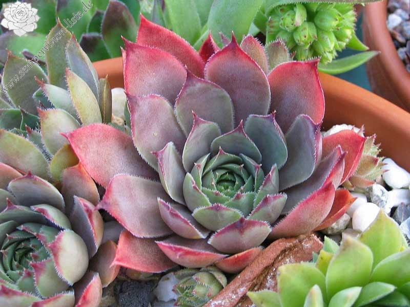 comollii (x calcaratum)