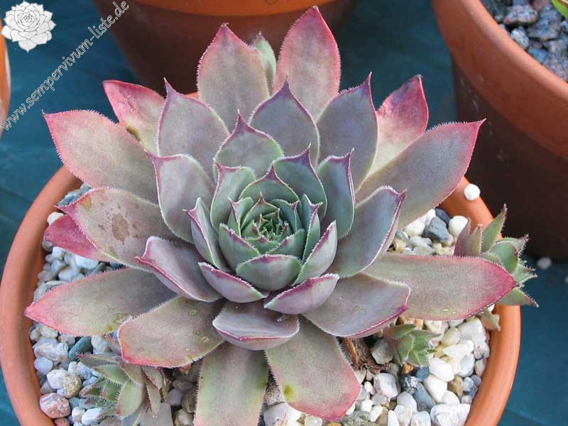 comollii (x calcaratum)