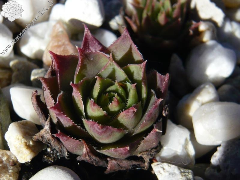 comollii (x calcaratum)