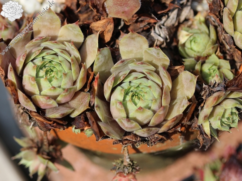 comollii (x widderi)