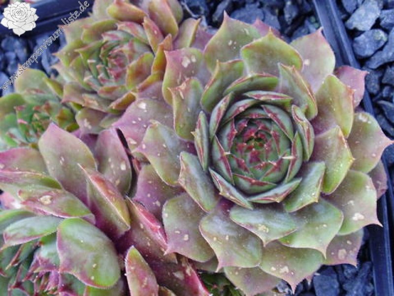 comollii (x widderi)