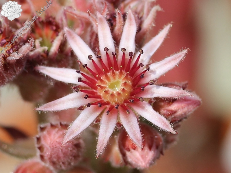 comollii (x widderi)