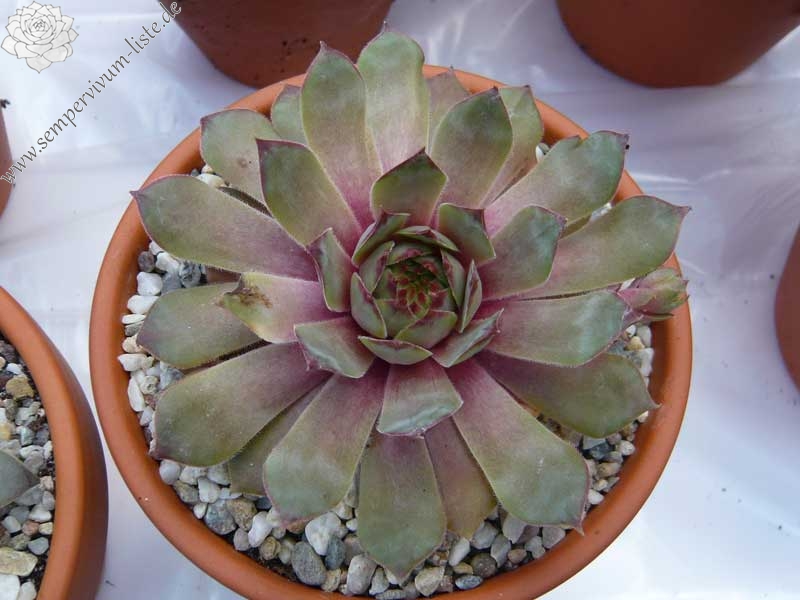 comollii (x widderi)