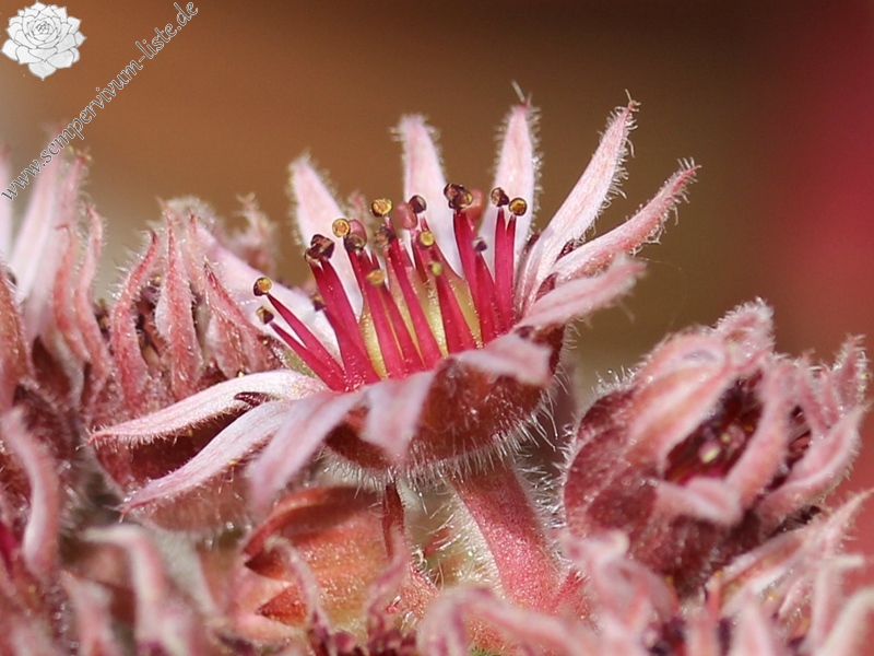 comollii (x widderi)