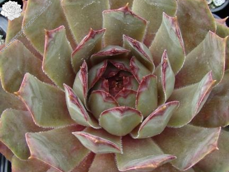 comollii (x widderi)