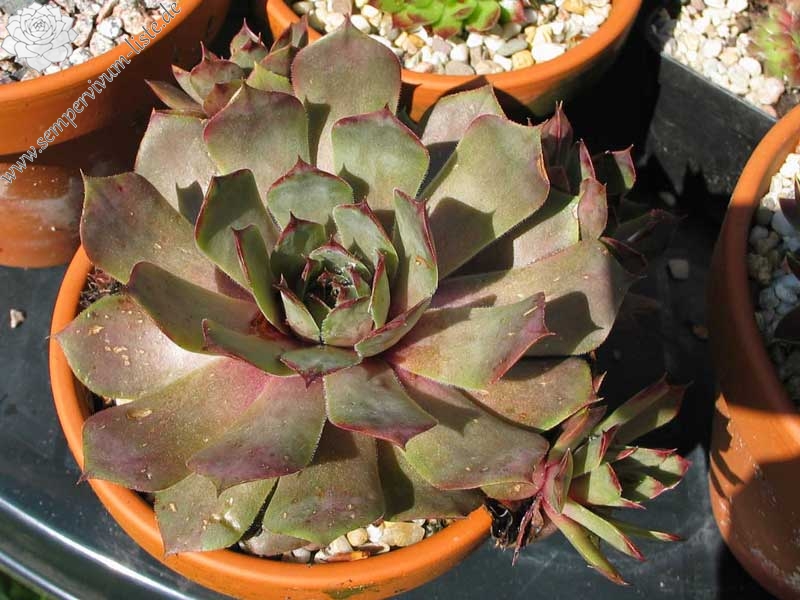 comollii (x widderi)