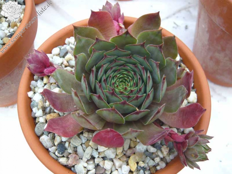 comollii (x widderi)