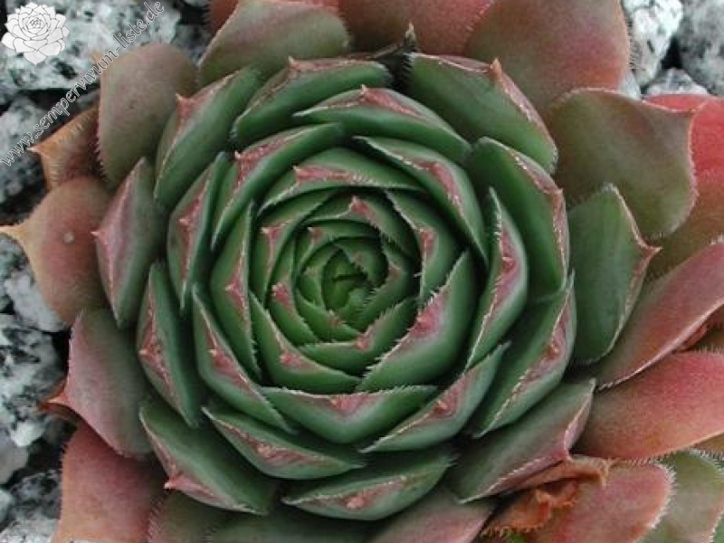 comollii (x widderi)