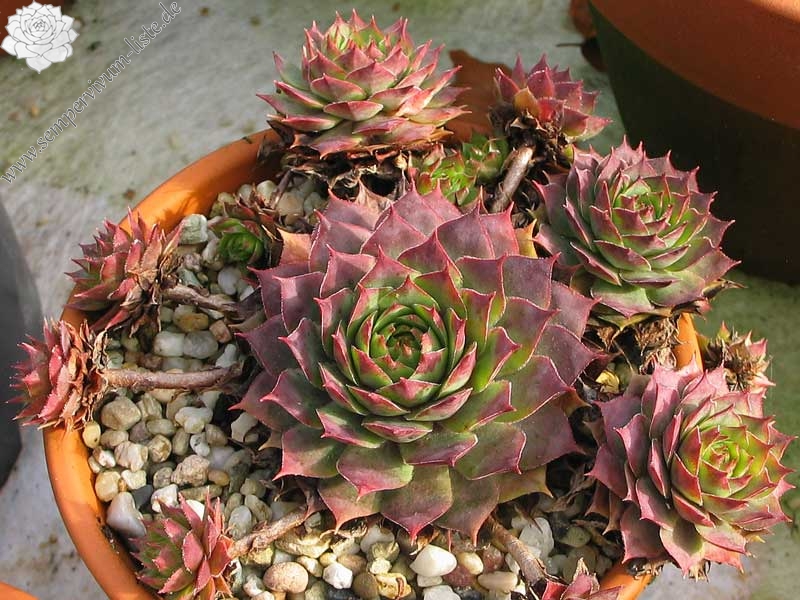 comollii (x widderi)