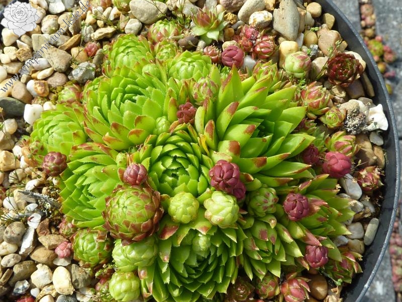 globiferum ssp. hirtum from Corongis