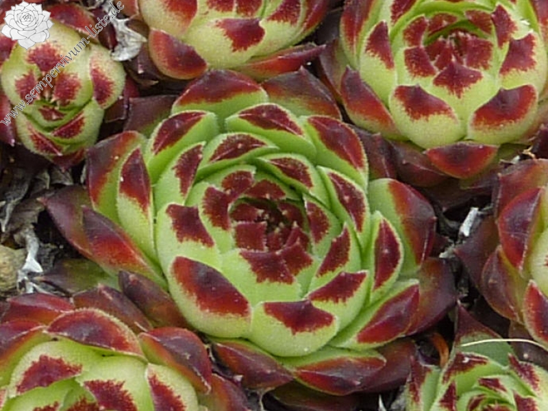 calcareum from Daluis