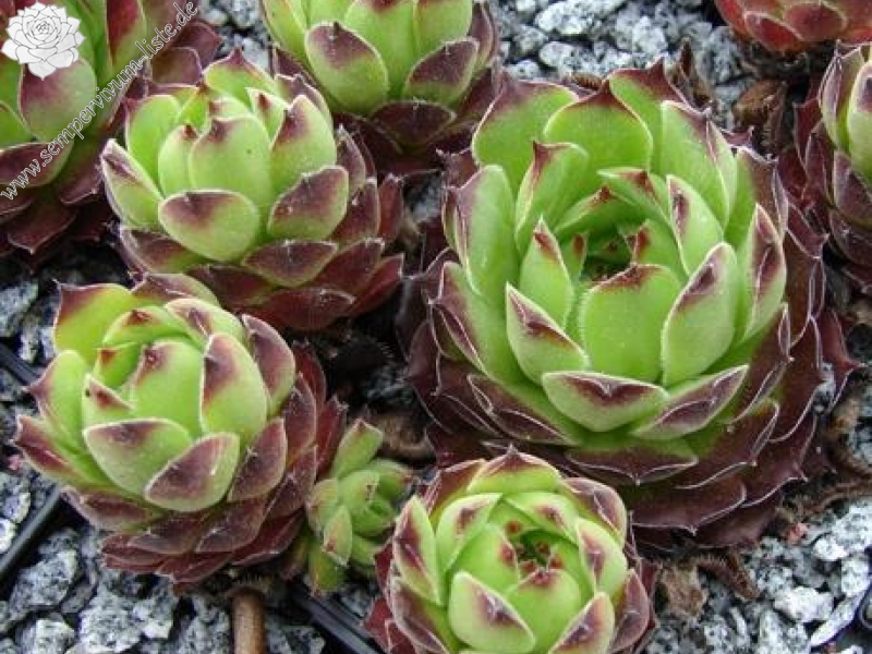 davisii aff. from Macka