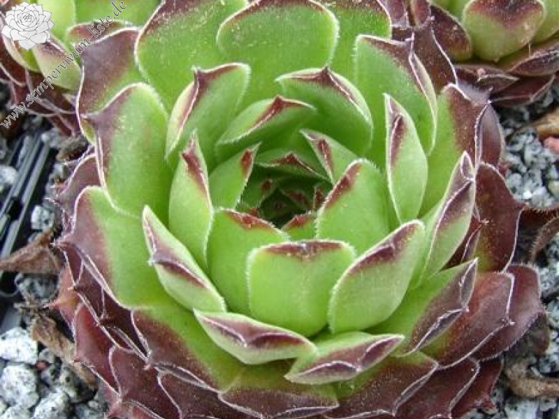 davisii aff. from Macka