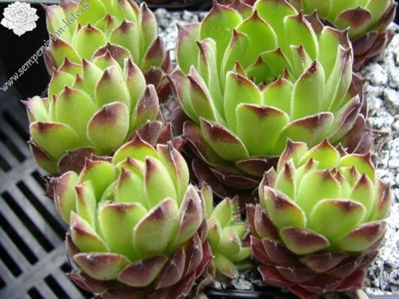 davisii aff. from Macka