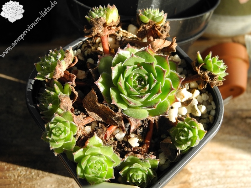 davisii aff. from Macka