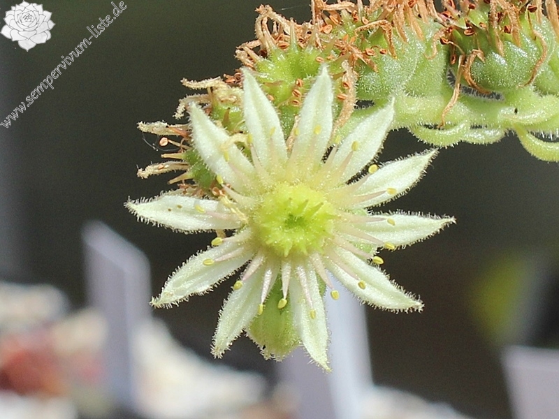 davisii aff. from Macka