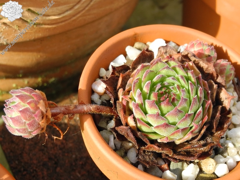 davisii from road Artvin to Ardahan