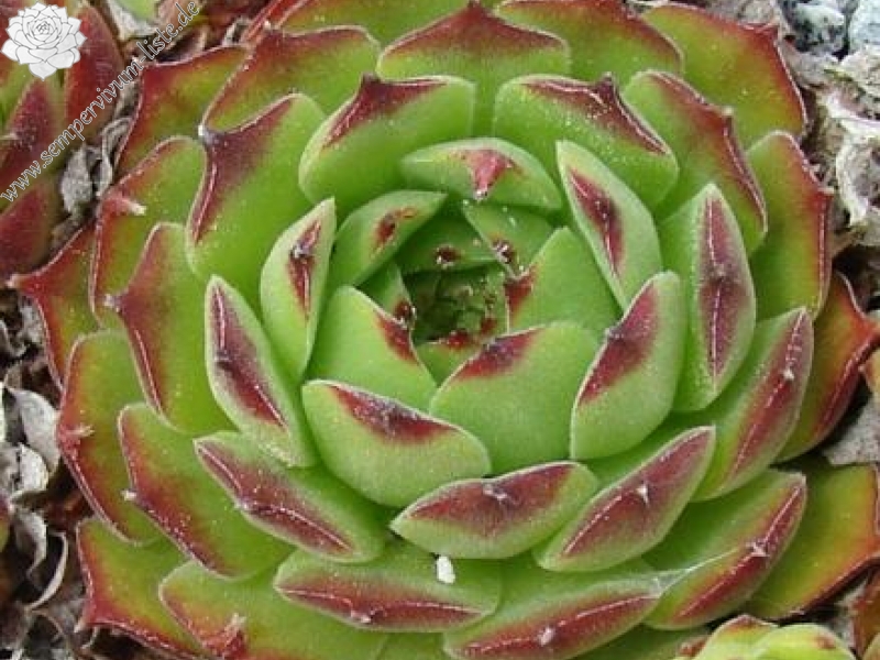 davisii from road Artvin to Ardahan