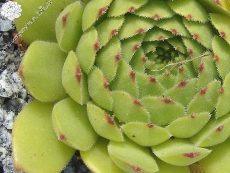 davisii from road Artvin to Ardahan