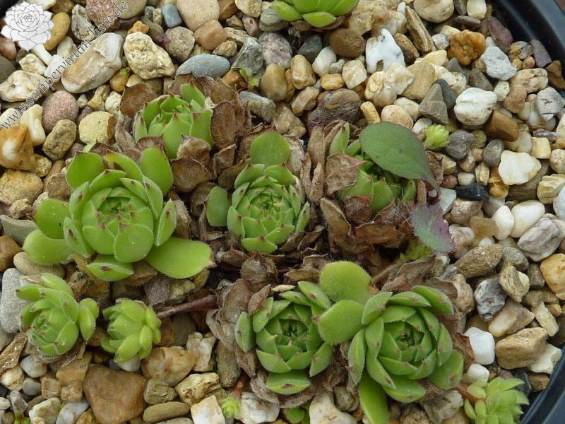 davisii from road Artvin to Ardahan