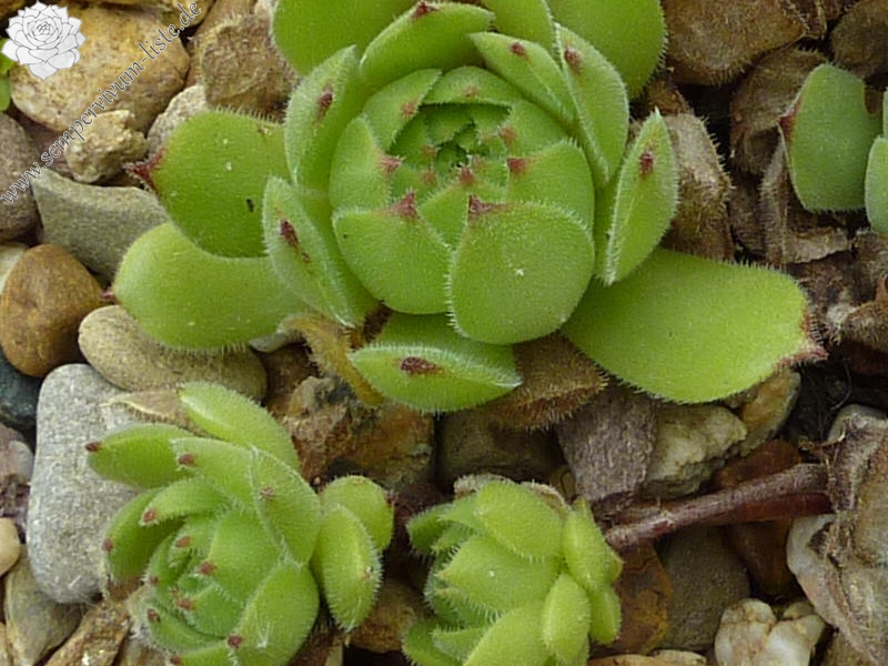 davisii from road Artvin to Ardahan