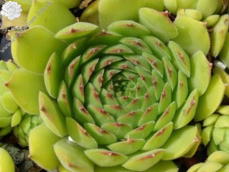 davisii from road Artvin to Ardahan