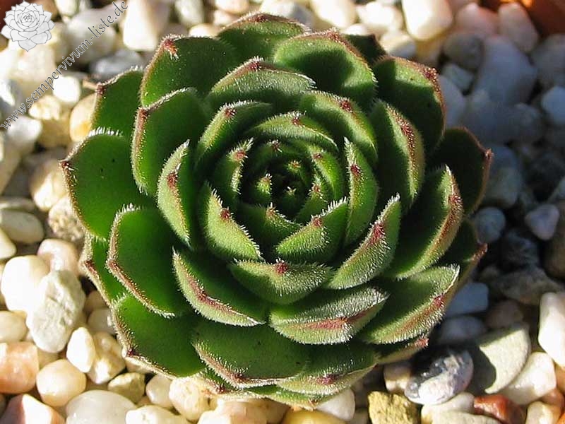 davisii from road Artvin to Ardahan